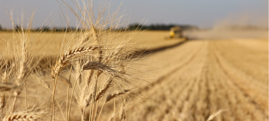 Field