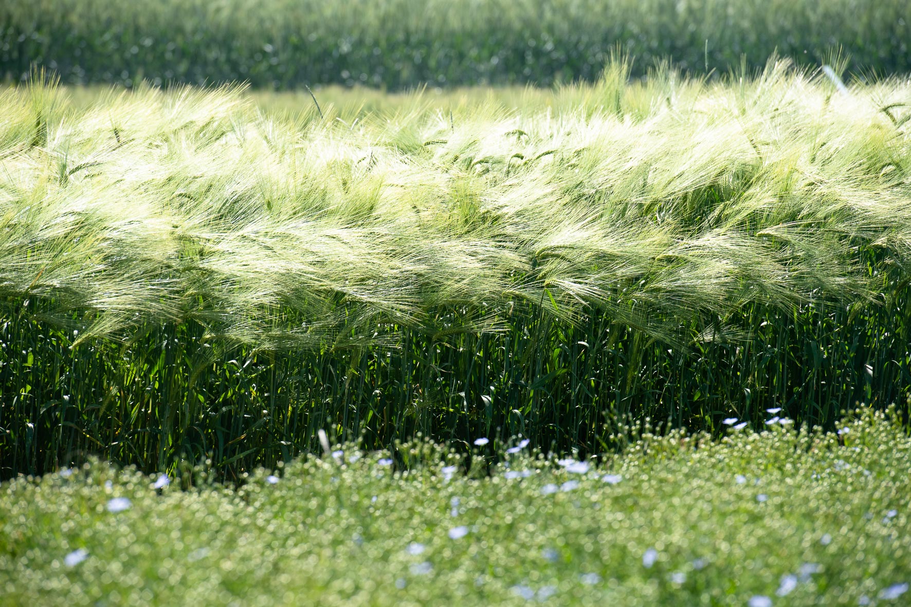 Organic production