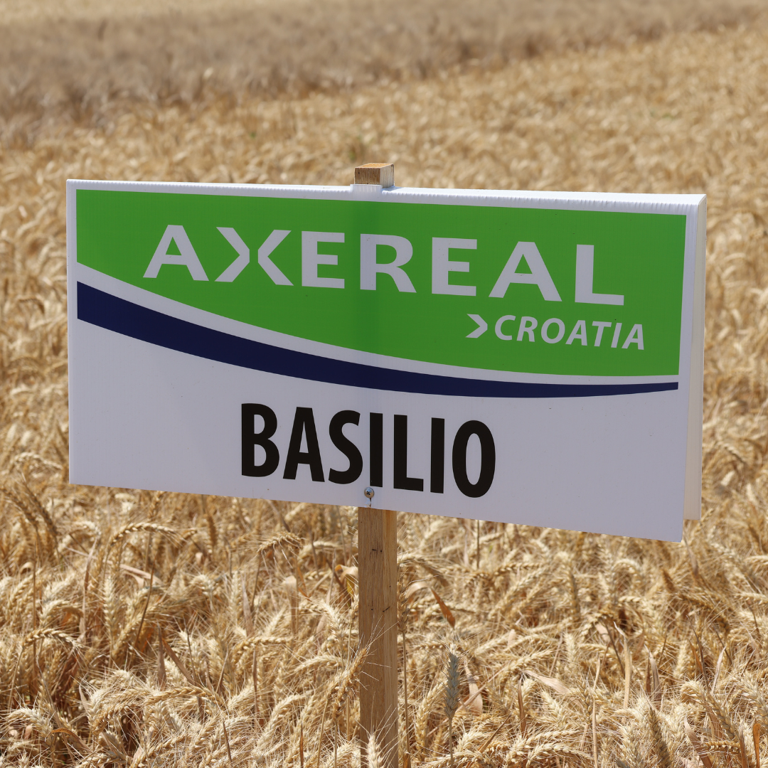 Basilio
