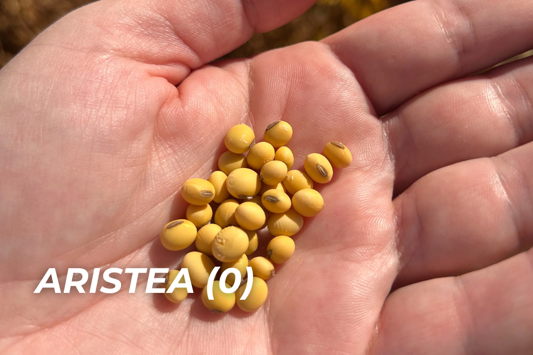 Aristea