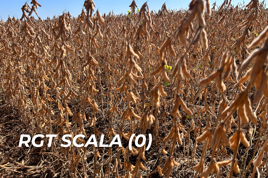 Scala