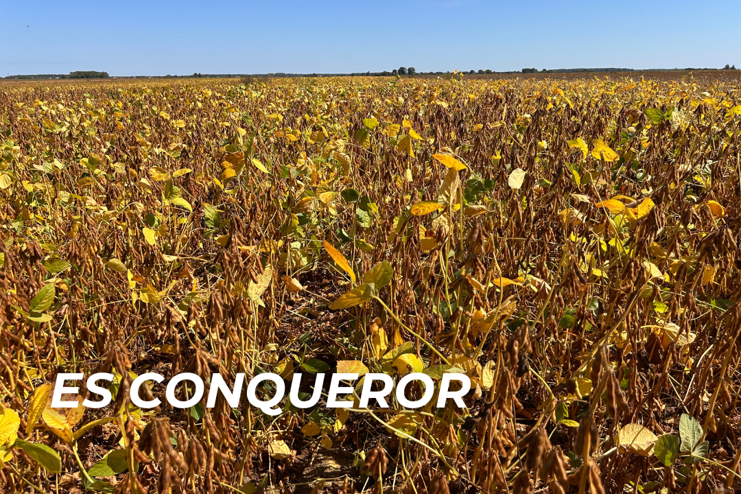 Conqueror