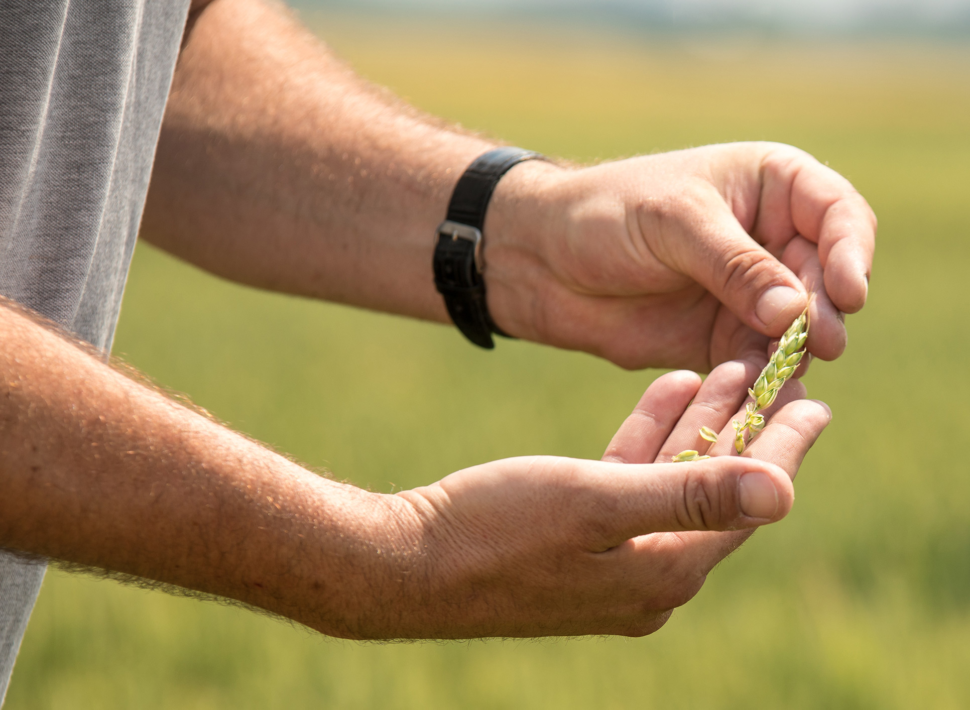 Agronomy services