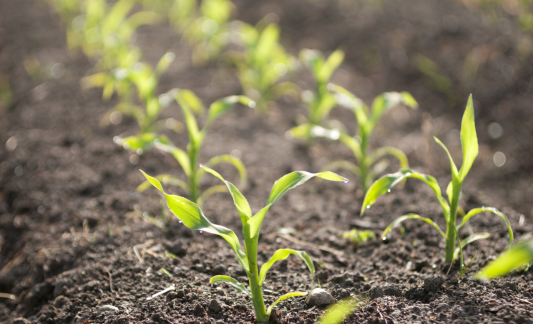 micro-granulated_fertilizer.png Microgranulated fertilizer Axereal LocAx