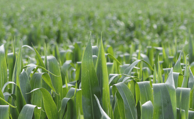 corn.gif Corn seeds