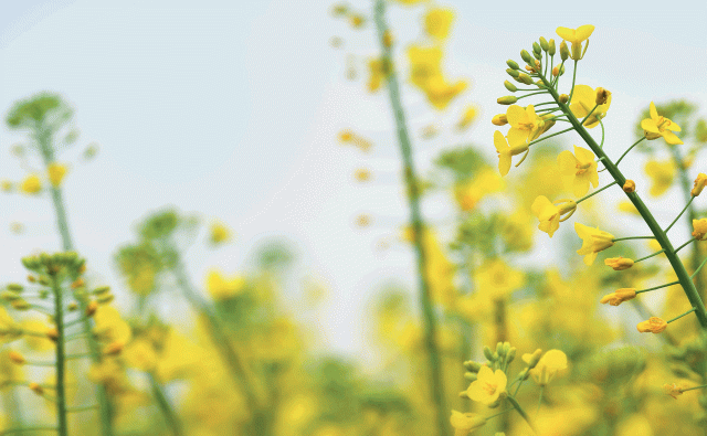 rapeseed.gif Rapeseed