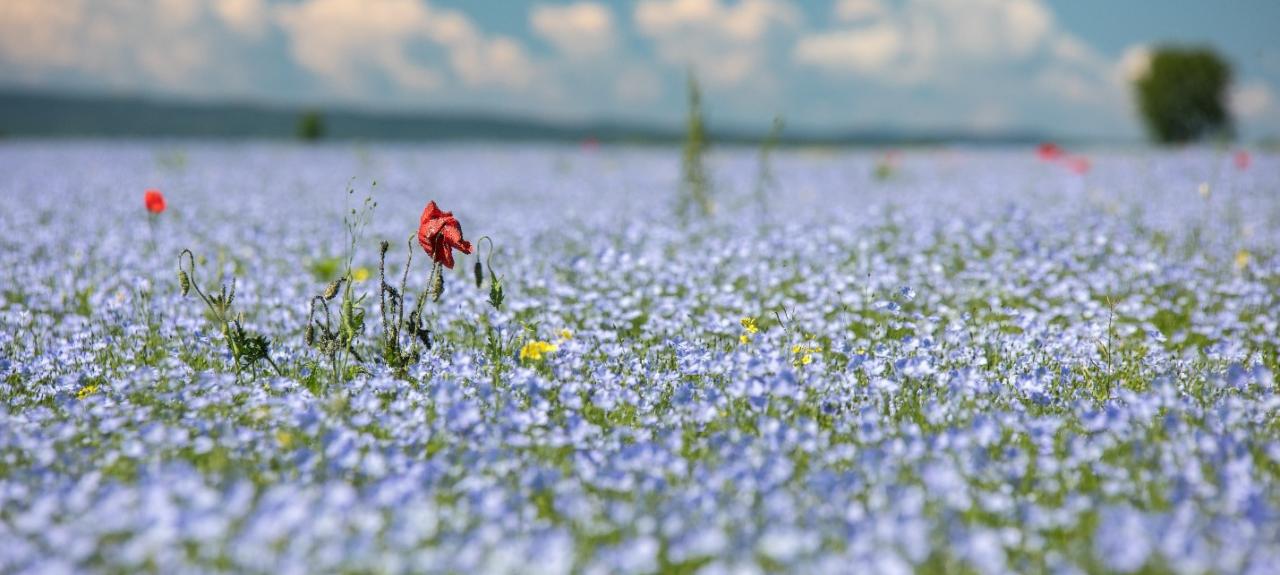 Wildflowers meadows