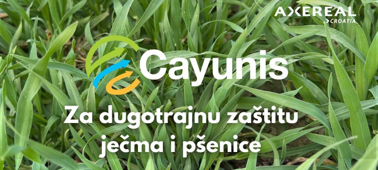 Cayunis