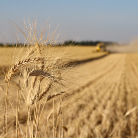 Field
