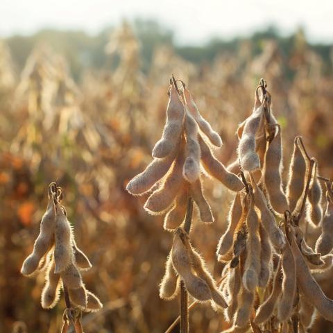 ES_Mediator.jpg ES Mediator seeds