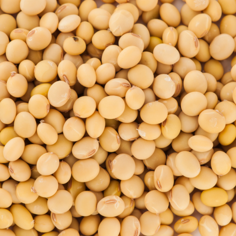 Soybean seeds