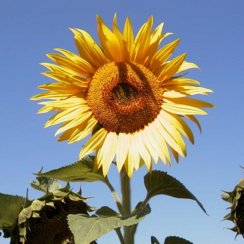 Sunflower seeds