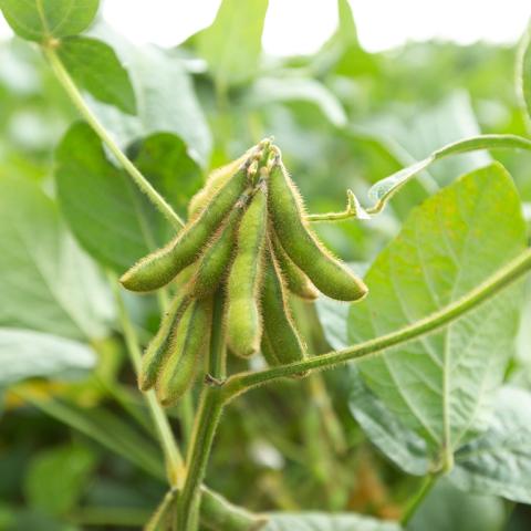 ES Pallador-image de