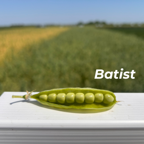 Batist