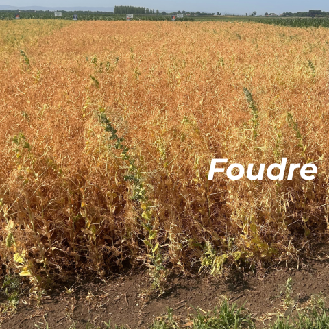 Foudre