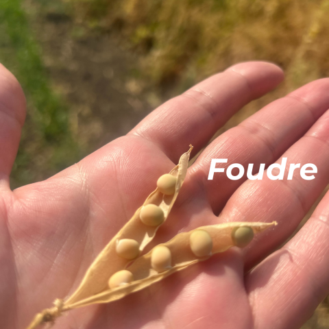Foudre