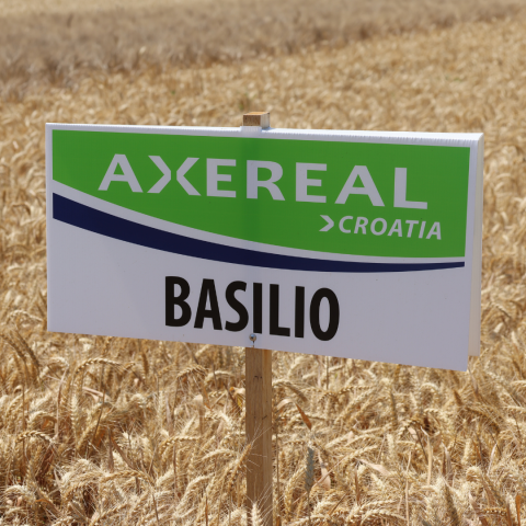 Basilio