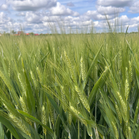 durum