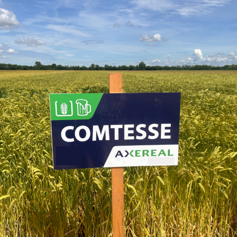 Comtesse