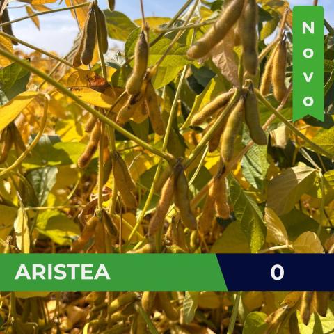 Aristea