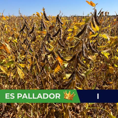 Pallador