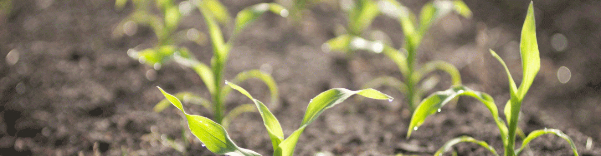 Micro-granulated fertilizer