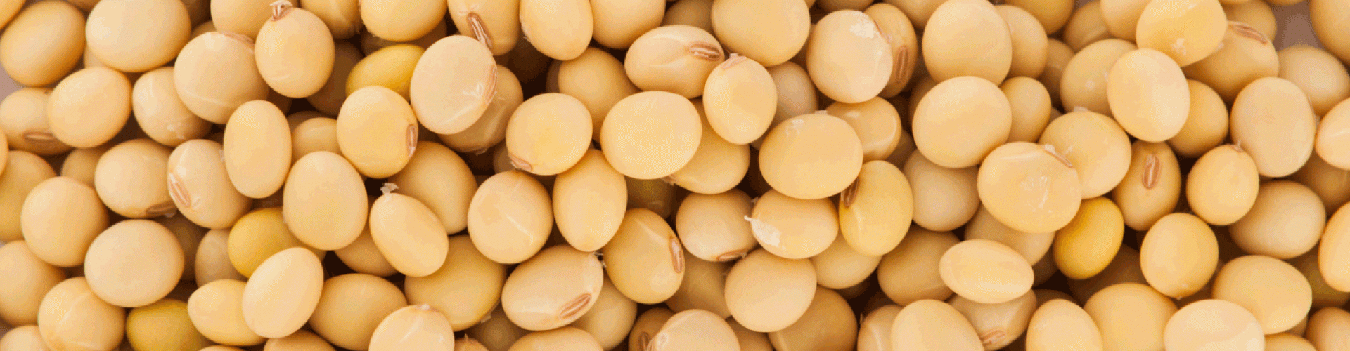 Soybean seeds slider